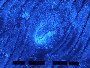 Coast redwood stomata after smoke treatment