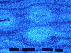 Coast redwood stomata after smoke treatment